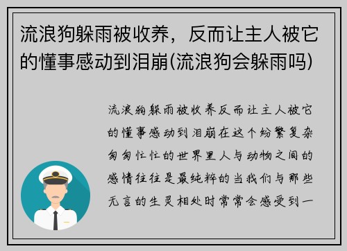 流浪狗躲雨被收养，反而让主人被它的懂事感动到泪崩(流浪狗会躲雨吗)